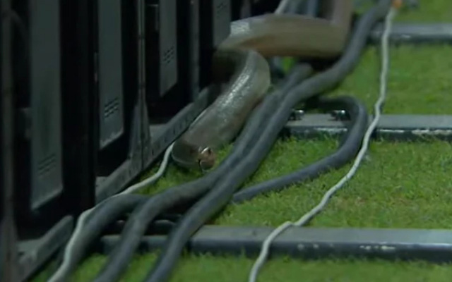 ﻿ LPL 2023: Snake spotted behind boundary lines during Match 15 between B-Love Kandy and Jaffna Kings