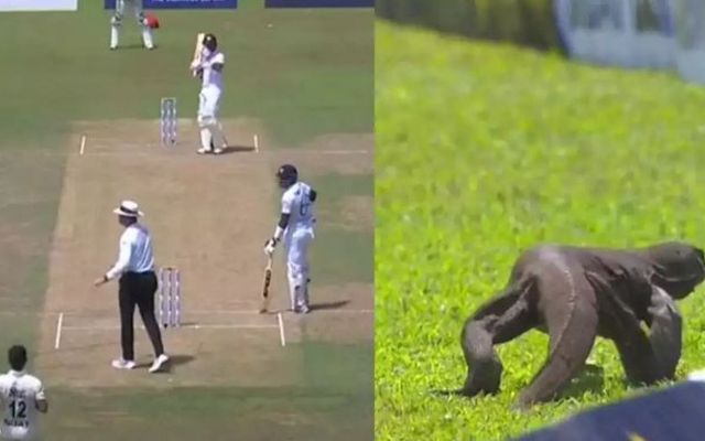 Monitor lizard stops play during Day 2 of Sri Lanka vs Afghanistan Test